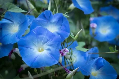 Blue Morning Bloom Flowers