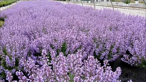 Blue Wonder Catmint