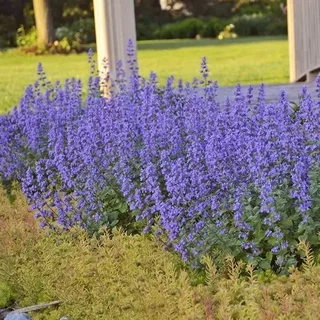  Blue Wonder Catmint