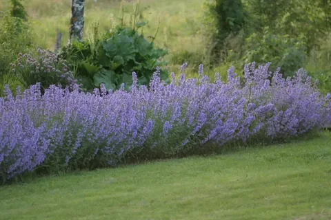  Blue Wonder Catmint