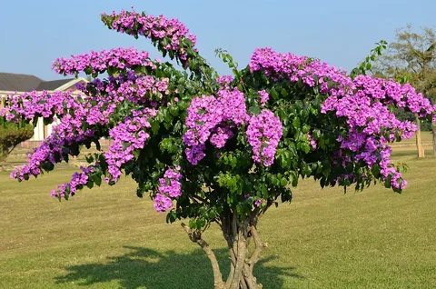 Bougainvillea Vera Lynn Perennial