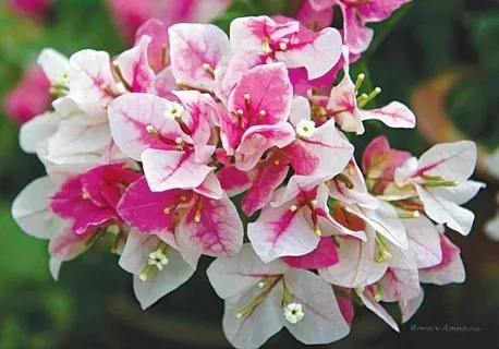 Bougainvillea Vera Lynn Perennial