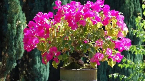 Bougainvillea Vera Lynn Perennial