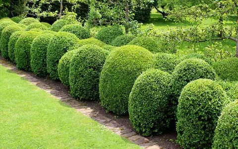 Boxwood Beauty