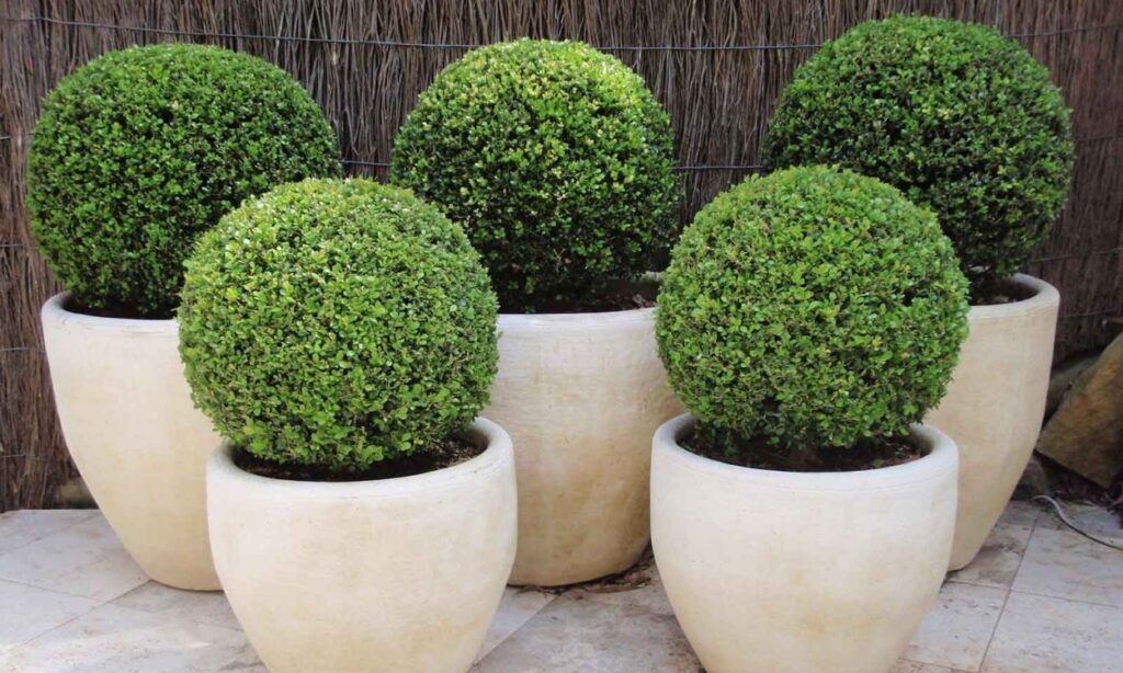 Boxwood Beauty