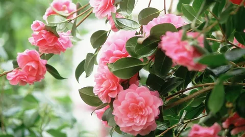 Camellia April Remembered