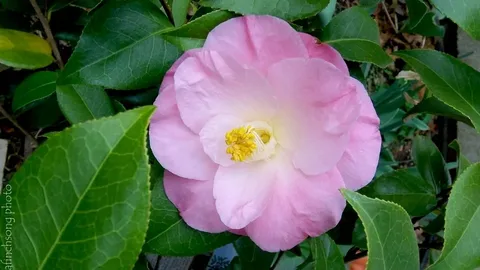 Camellia April Remembered