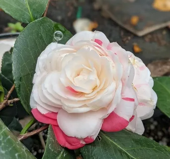 Camellia April Remembered