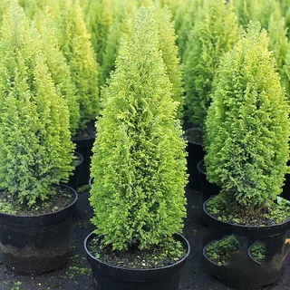 Chamaecyparis Obtusa Fernspray Gold