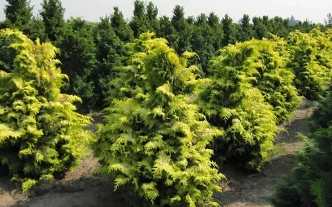 Chamaecyparis Obtusa Fernspray Gold