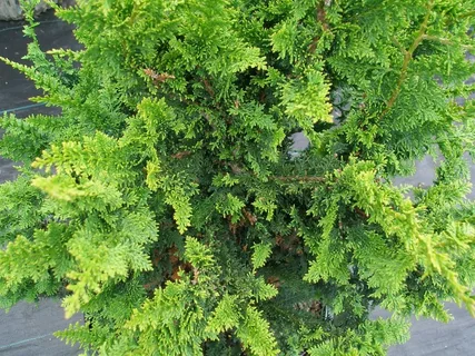 Chamaecyparis Obtusa Fernspray Gold