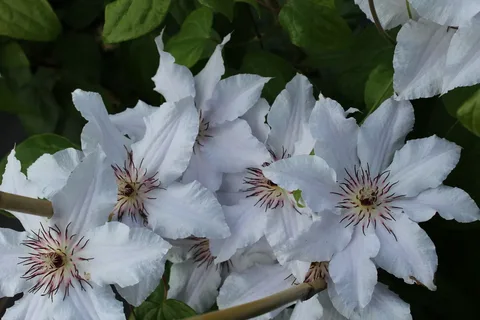 Clematis Snow Queen