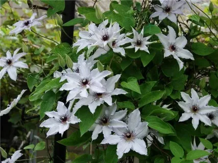 Clematis Snow Queen