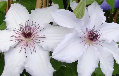 Clematis Snow Queen