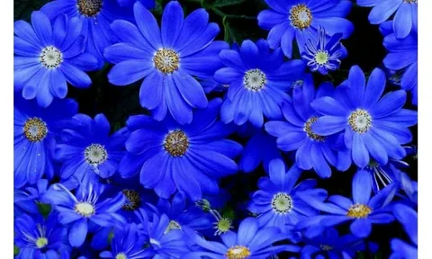 Cobalt Blue Daisy