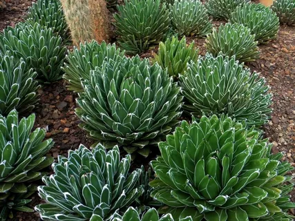 Cold Hardy Agave Plants