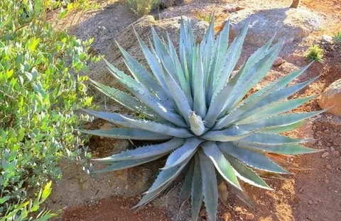 Cold Hardy Agave Plants