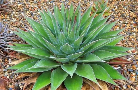 Cold Hardy Agave Plants