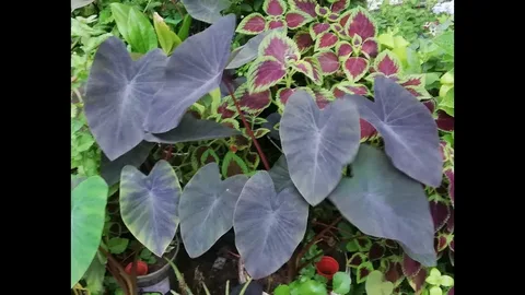 Colocasia Black Magic