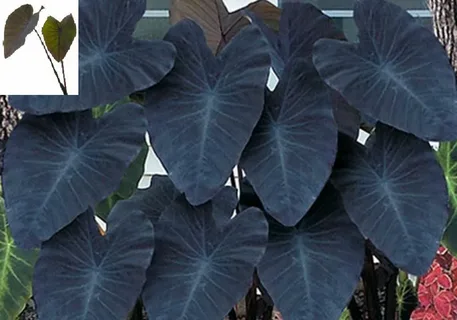 Colocasia Black Magic