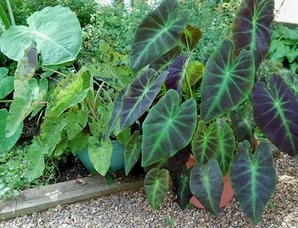 Colocasia Black Magic