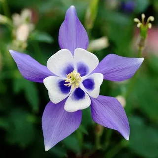 Columbine Purple