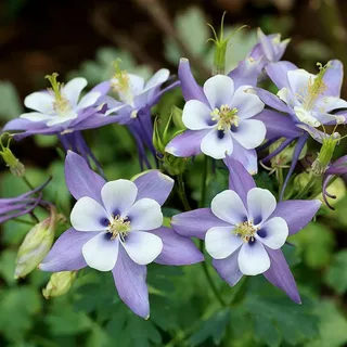 Columbine Purple