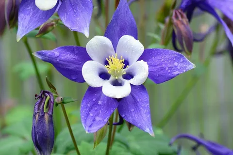 Columbine Purple