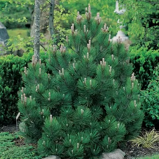 Compact Gem Bosnian Pine