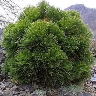 Compact Gem Bosnian Pine