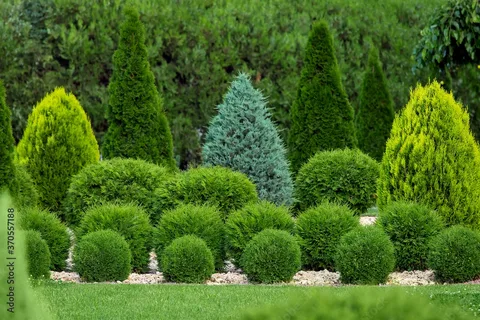 Conifers on Sale