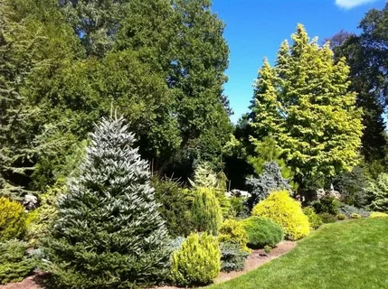 Conifers on Sale