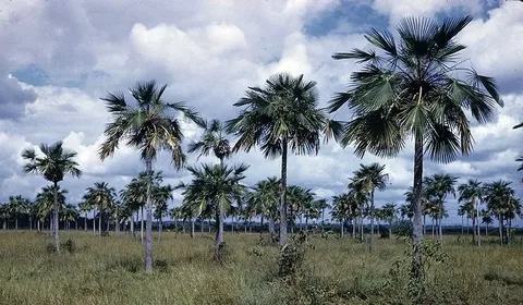 Copernicia Palm