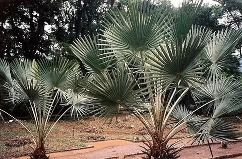 Copernicia Palm