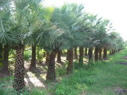 Copernicia Palm