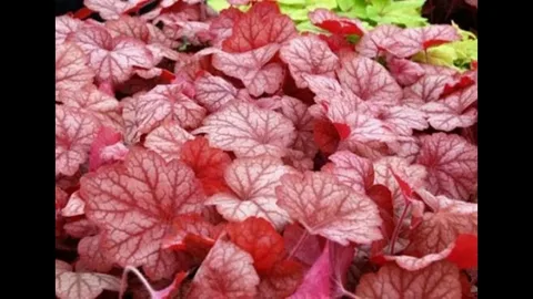 Coral Bells Georgia Peach