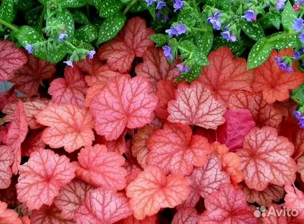 Coral Bells Georgia Peach