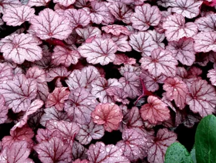 Coral Bells Georgia Peach