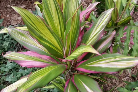 Cordyline Terminalis NZ