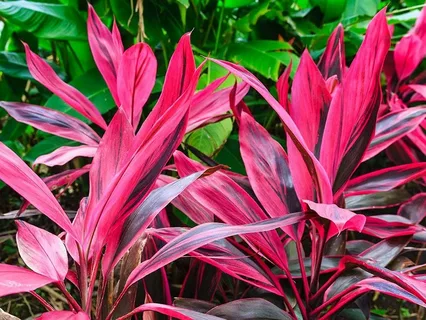 Cordyline Terminalis NZ