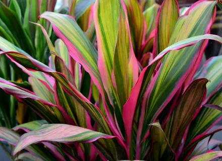 Cordyline Terminalis NZ