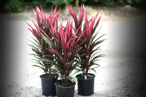 Cordyline ‘Auntie Lou