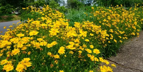 Coreopsis Golden Sphere