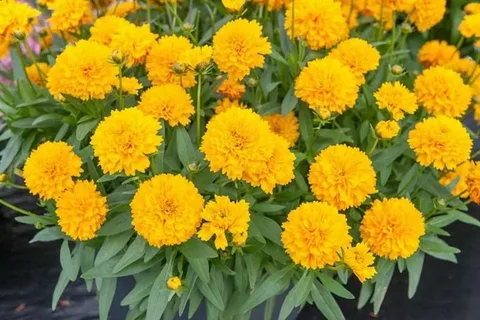 Coreopsis Golden Sphere