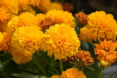 Coreopsis Golden Sphere