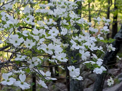 Cornus Florida Daybreak