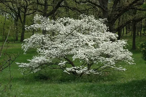 Cornus Florida Daybreak