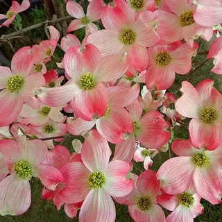 Cornus Florida Daybreak