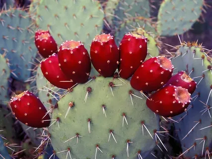 Cow’s Tongue Prickly Pear for Sale in ABQ