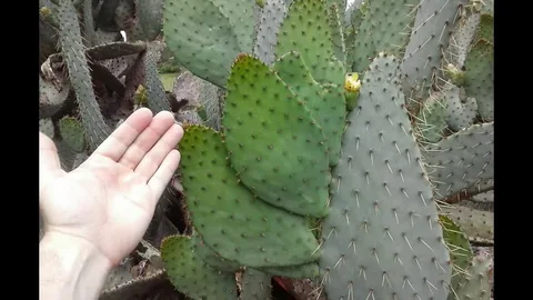 Cow's Tongue Prickly Pear for Sale in ABQ